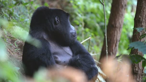 Hegyi gorilla az áthatolhatatlan erdő-Uganda — Stock videók