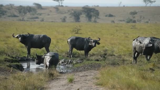 En grupp av vilda afrikanska bufflar — Stockvideo