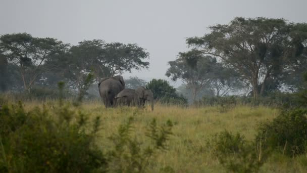 Bir Afrika fil — Stok video
