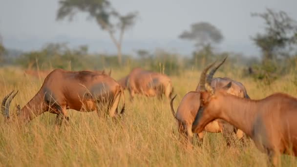 Роанские антилопы в Уганде — стоковое видео