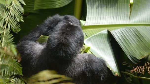 Gorilla di montagna nella foresta impenetrabile in Uganda — Video Stock