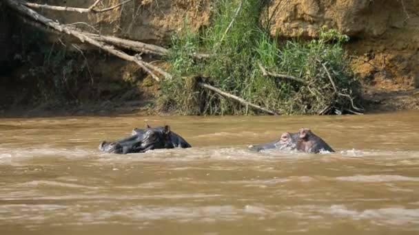 Flusspferde auf dem Fluss Ishasha in Uganda
