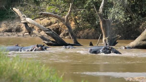 Hipopótamos en el río Ishasha en Uganda — Vídeos de Stock