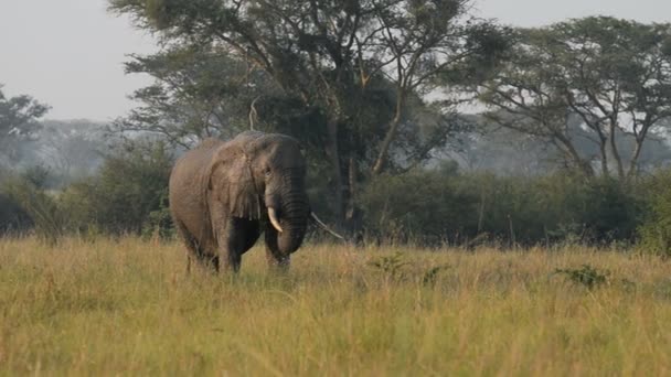 Um elefante africano selvagem — Vídeo de Stock