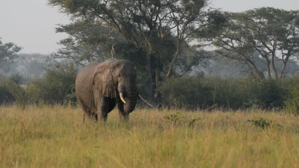 Un elefante africano salvaje — Vídeos de Stock