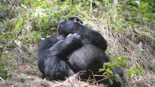 Gorila de montaña en el impenetrable bosque de Uganda — Vídeos de Stock