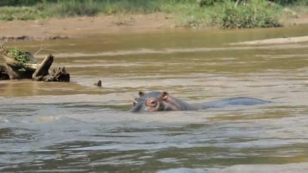 Uganda'da Ishasha nehrinde su aygırı — Stok video