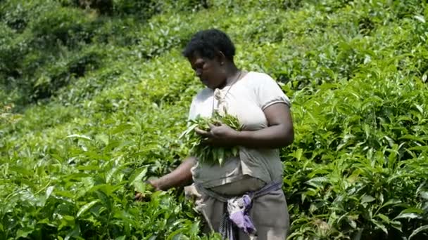Werknemer op een thee plantage in Oeganda — Stockvideo