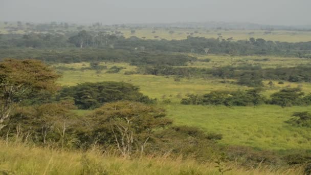 Parque Nacional Reina Isabel en Uganda — Vídeo de stock