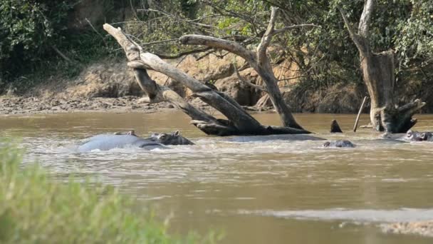 Hipopótamos en el río Ishasha en Uganda — Vídeo de stock