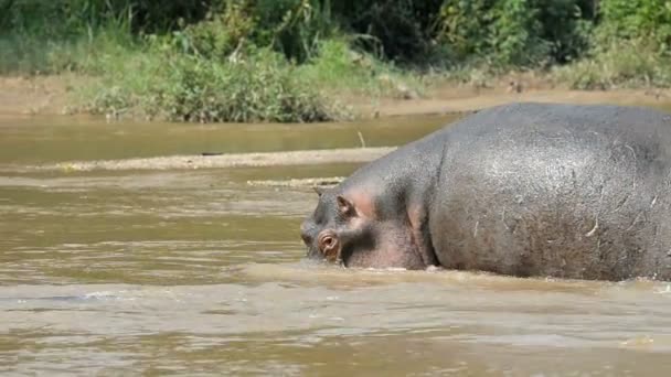 Hippo on Ishasha river — Stock Video