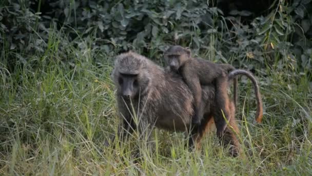 Babuínos de azeitona em Uganda — Vídeo de Stock