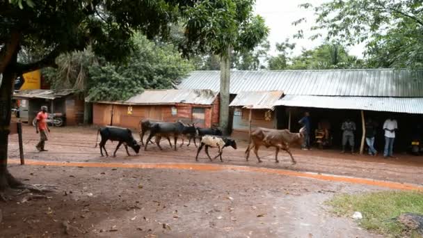 在雨中乌干达街景 — 图库视频影像