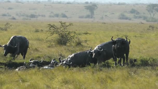 Μια ομάδα των άγριων βουβαλιών Αφρικής — Αρχείο Βίντεο
