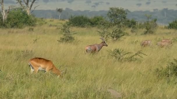 Uganda Kobs en el Parque Nacional Reina Isabel — Vídeo de stock