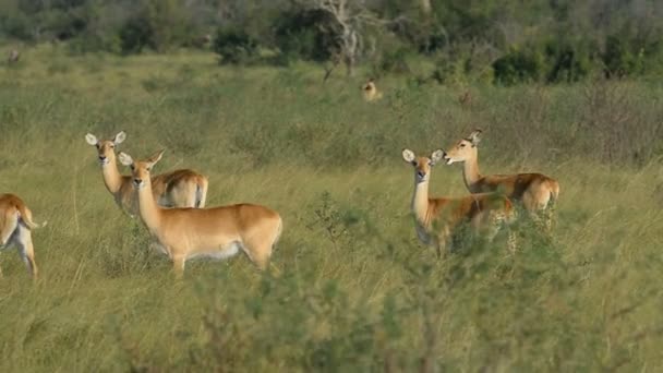 Uganda Kobs in Queen Elizabeth National Park — Stock Video