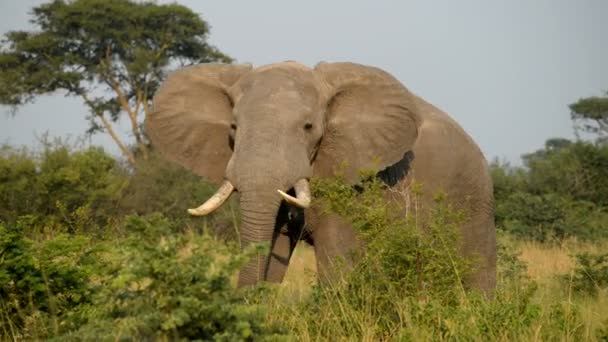 Um elefante africano selvagem — Vídeo de Stock