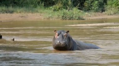 Suaygırları Uganda Ishasha nehrinde