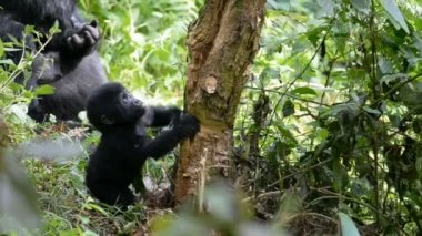 Dağ gorilleri aşılmaz ormanın içinde