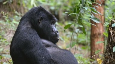 Dağ goril aşılmaz ormanın Uganda