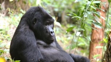 Dağ goril aşılmaz ormanın Uganda
