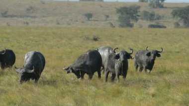 Vahşi Afrika manda bir grup