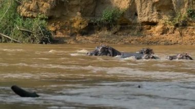 Suaygırları Uganda Ishasha nehrinde