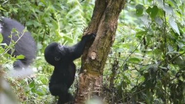 Dağ gorilleri aşılmaz ormanın içinde