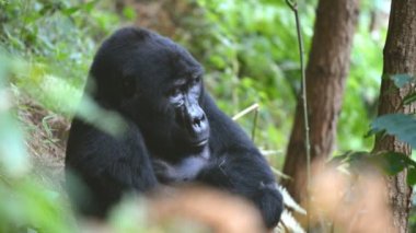 Dağ goril aşılmaz ormanın Uganda