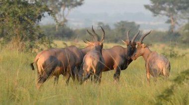 Uganda meşin antilop