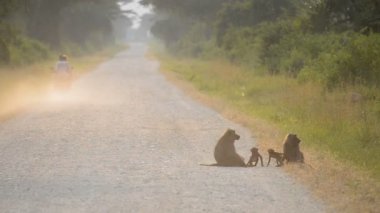 Zeytin Babunlar Uganda