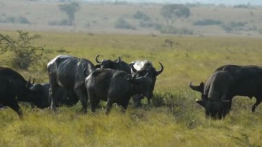 Vahşi Afrika manda bir grup