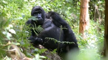 Dağ goril aşılmaz ormanın Uganda