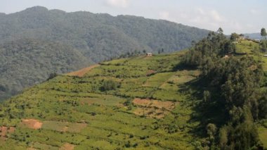 Uganda tarım peyzaj