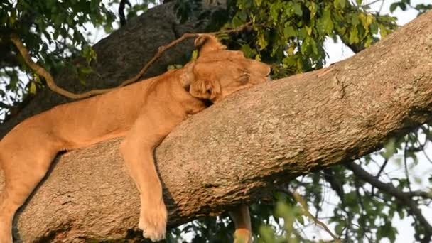 Un salvaje león trepador — Vídeos de Stock