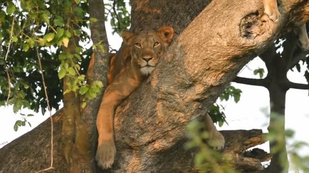 A wild climbing lion — Stock Video