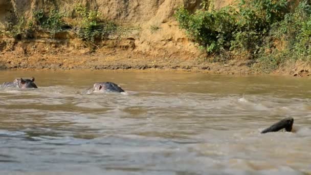 Flusspferde auf dem Fluss Ishasha in Uganda — Stockvideo