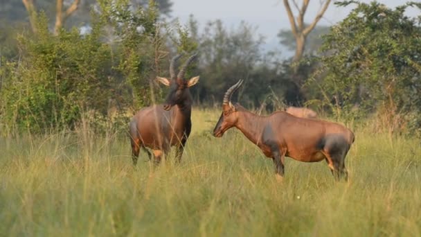 The roan antelopes in Uganda — Stock Video