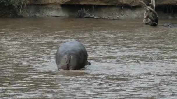 Nilpferd auf dem Fluss Ishasha — Stockvideo