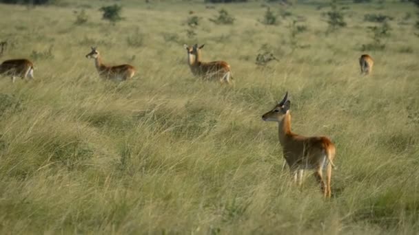 Uganda Kobs w Park Narodowy królowej Elżbiety — Wideo stockowe