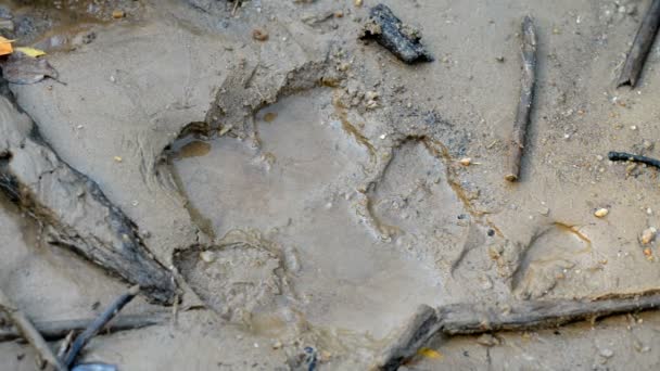 Hippo footprints on Ishasha river — Stock Video