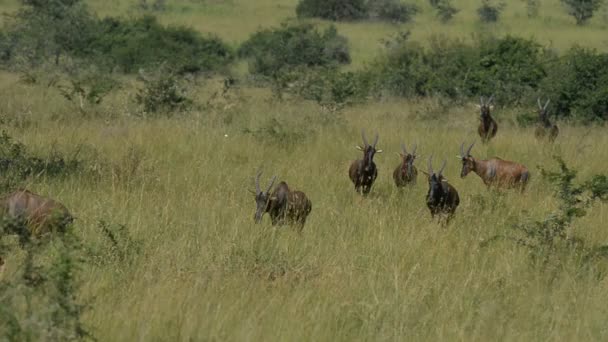 Les antilopes roanes en Ouganda 