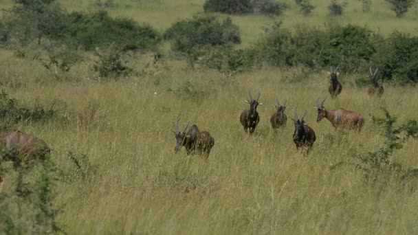 De roan antilopen in Oeganda — Stockvideo