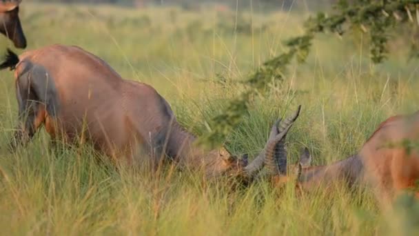 De roan antilopen in Oeganda — Stockvideo