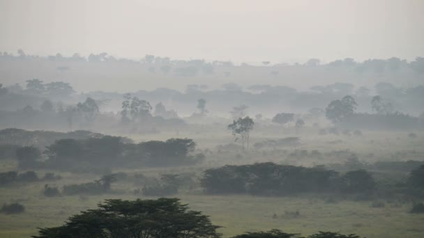 Savana em uma névoa de manhã — Vídeo de Stock