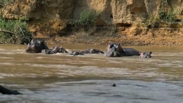 Nijlpaarden op Ishasha rivier in Oeganda — Stockvideo