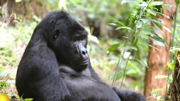 Gorila de montaña en el impenetrable bosque de Uganda — Vídeo de stock