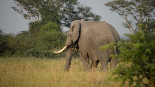 Ένα άγριο αφρικανικό ελέφαντα — Αρχείο Βίντεο