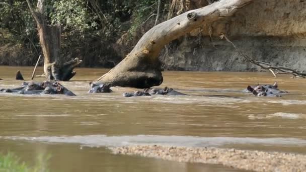 Nijlpaarden op Ishasha rivier in Oeganda — Stockvideo