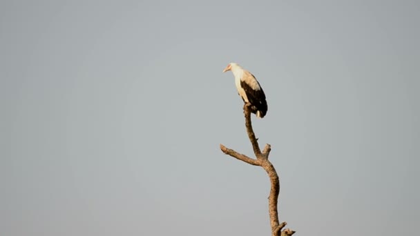 Palm-nut vulture in Uganda — Stock Video